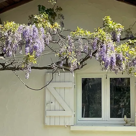 Le Saule * Biganos