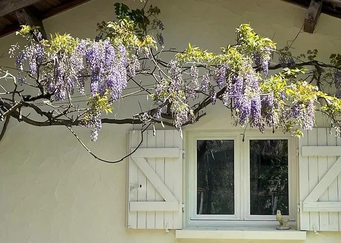 Le Saule * بيغانوس